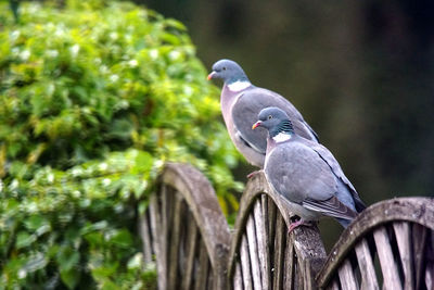 Close-up of pigeon perching on a tree