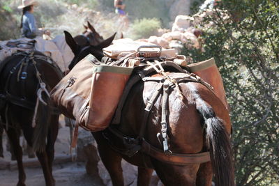 Horse carrying bag outdoors