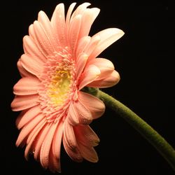 Close-up of flower against black background