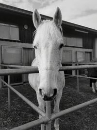 Portrait of horse in stable