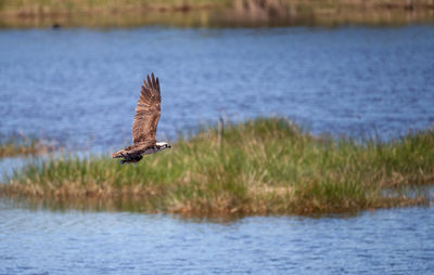 Osprey flying above lake