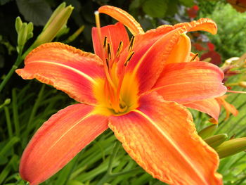 Close-up of red flower