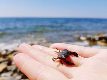 Close-up of hand holding crab on beach