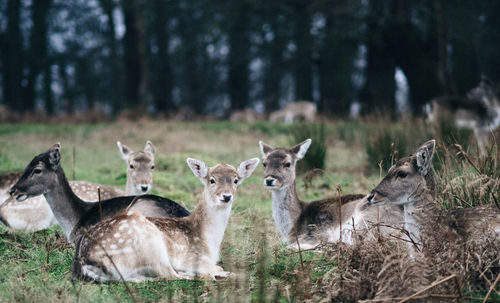 Deer relaxing on field