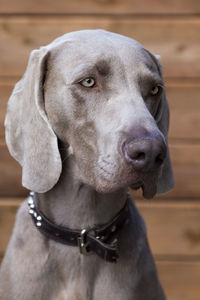 Closeup of young weimaraner with silver-grey coat and blue-grey eyes against wood background