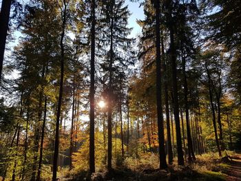 Low angle view of sunlight streaming through trees in forest