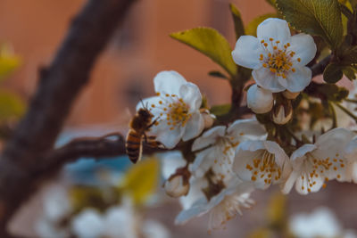 Close-up of white cherry blossom tree