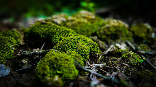 Close-up of moss growing on rock