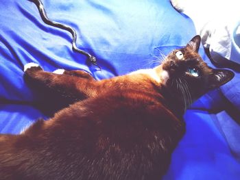 Close-up portrait of cat lying on bed