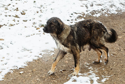 Dog walking on dirt road while snowing