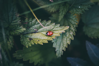 Close-up of insect on leaf