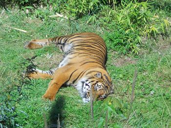 Tiger in a zoo