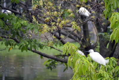 Bird perching on a branch