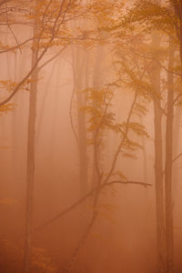 Forest with autumn colors among fog