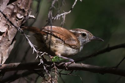 Close-up of a bird perching on branch