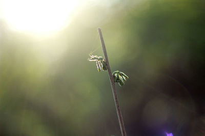 Close-up of plant with sun behind