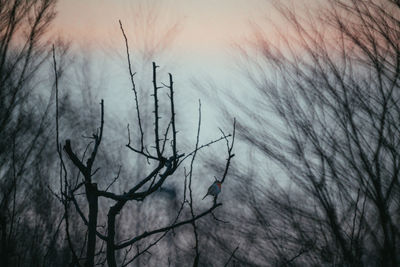 Close-up of silhouette bare trees against sky