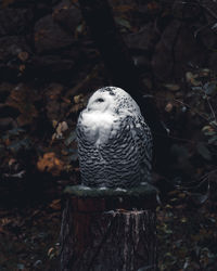 Portrait of owl perching on a tree