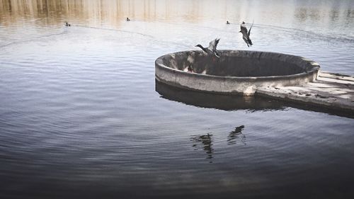Duck swimming in lake