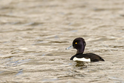 Close-up of duck swimming in lake