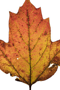 Close-up of maple leaf against sky