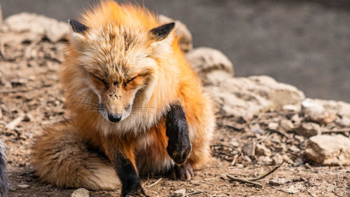 View of cat relaxing on field