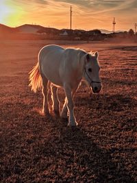 Horse standing on field during sunset