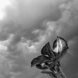 Low angle view of flowering plant against sky