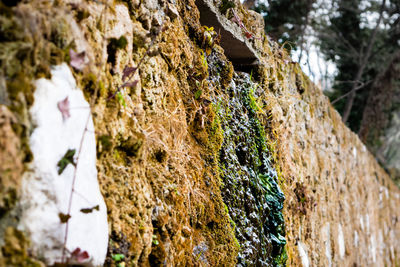 Close-up of lichen growing on tree trunk