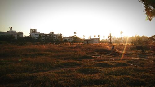 Panoramic view of trees against sky