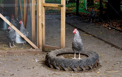 Bird in cage