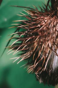 Close-up of wilted plant