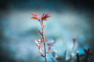 Close-up of red flowering plant