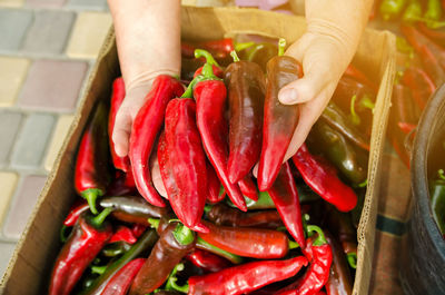 The farmer holds a red hot pepper in his hands. harvest organic vegetables. autumn harvesting 