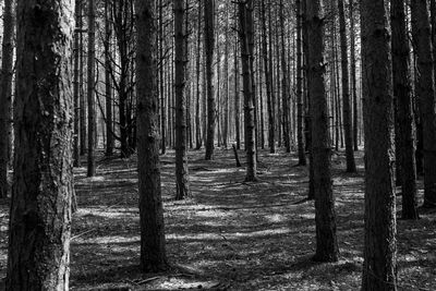 An unhealthy, barren pine forest