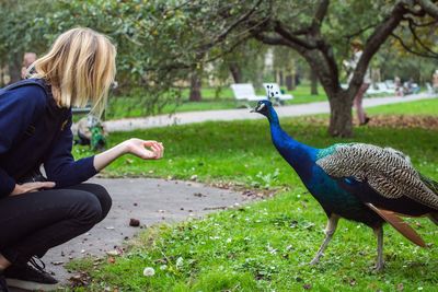 Full length of woman crouching by peacock at park