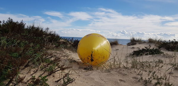 Yellow plants on beach against sky