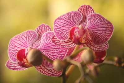 Close-up of pink orchid