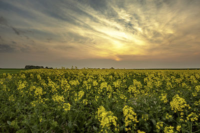 Scenic view of field against sky during sunset