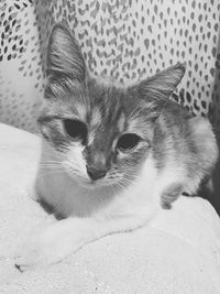 Close-up portrait of a cat