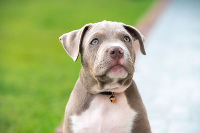 Portrait of dog sticking out tongue outdoors