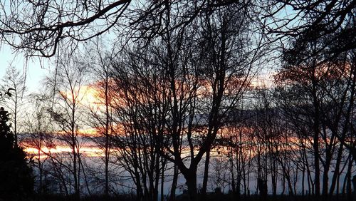 Bare trees against sky at sunset