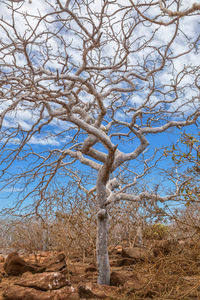 Bare tree on field against sky