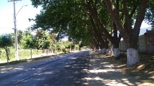 Empty road along trees