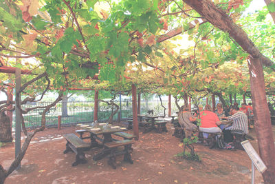 Group of people sitting on table against trees