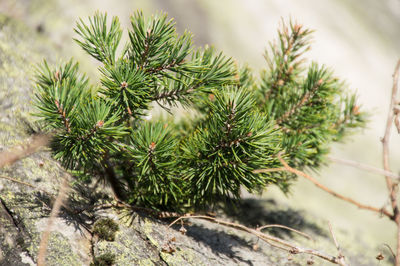 Fallen twig of pine tree on rock