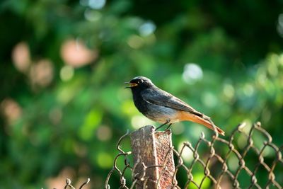 Close-up of bird perching on branch