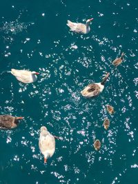 High angle view of geese swimming in river