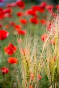 Close-up of red flowering plant on field