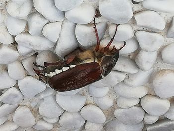 High angle view of insect on pebbles